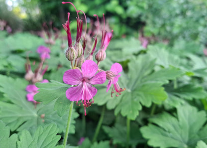 Geranium macrorrhizum