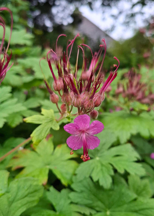 Geranium macrorrhizum