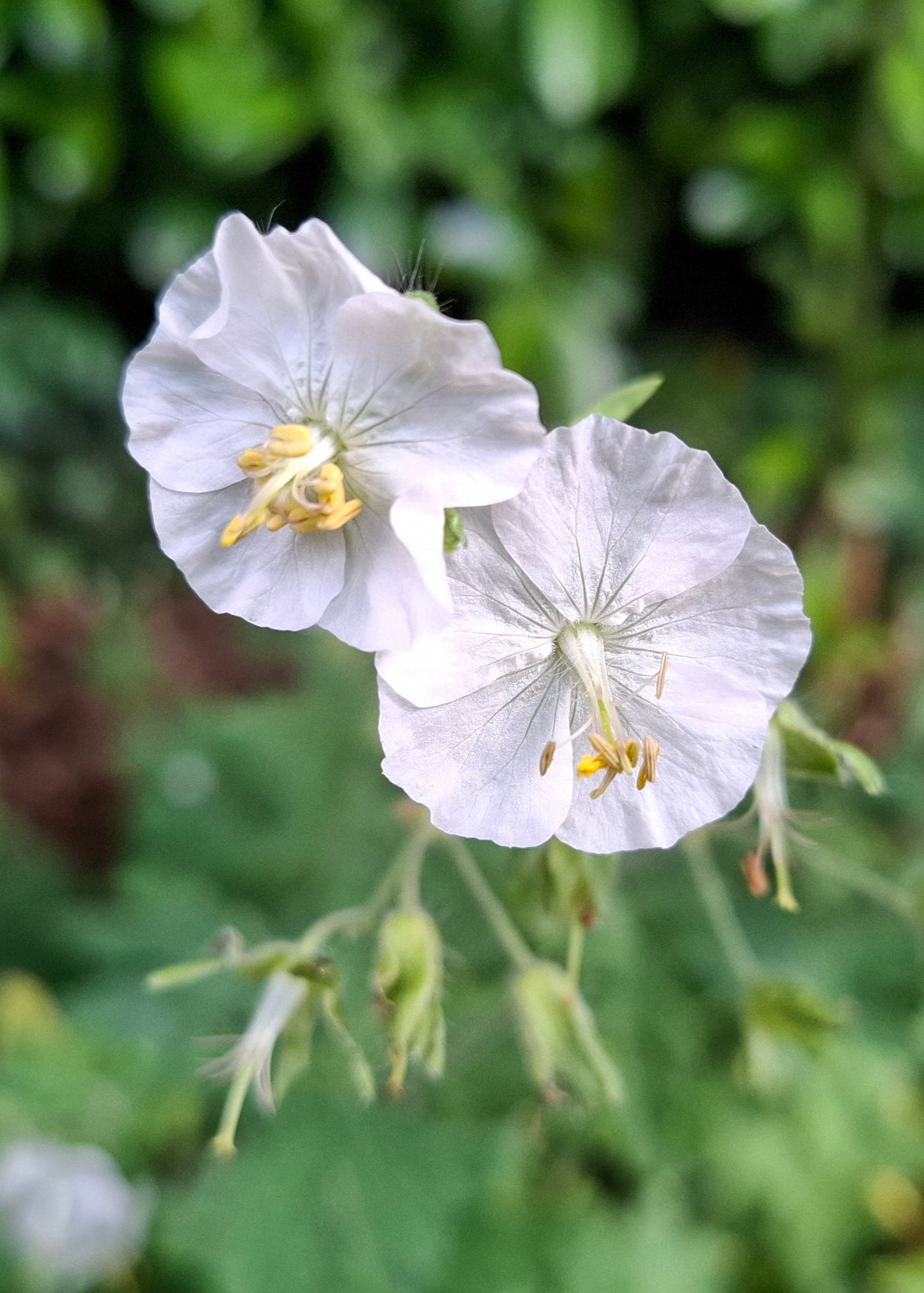 Geranium phaeum 'Album'