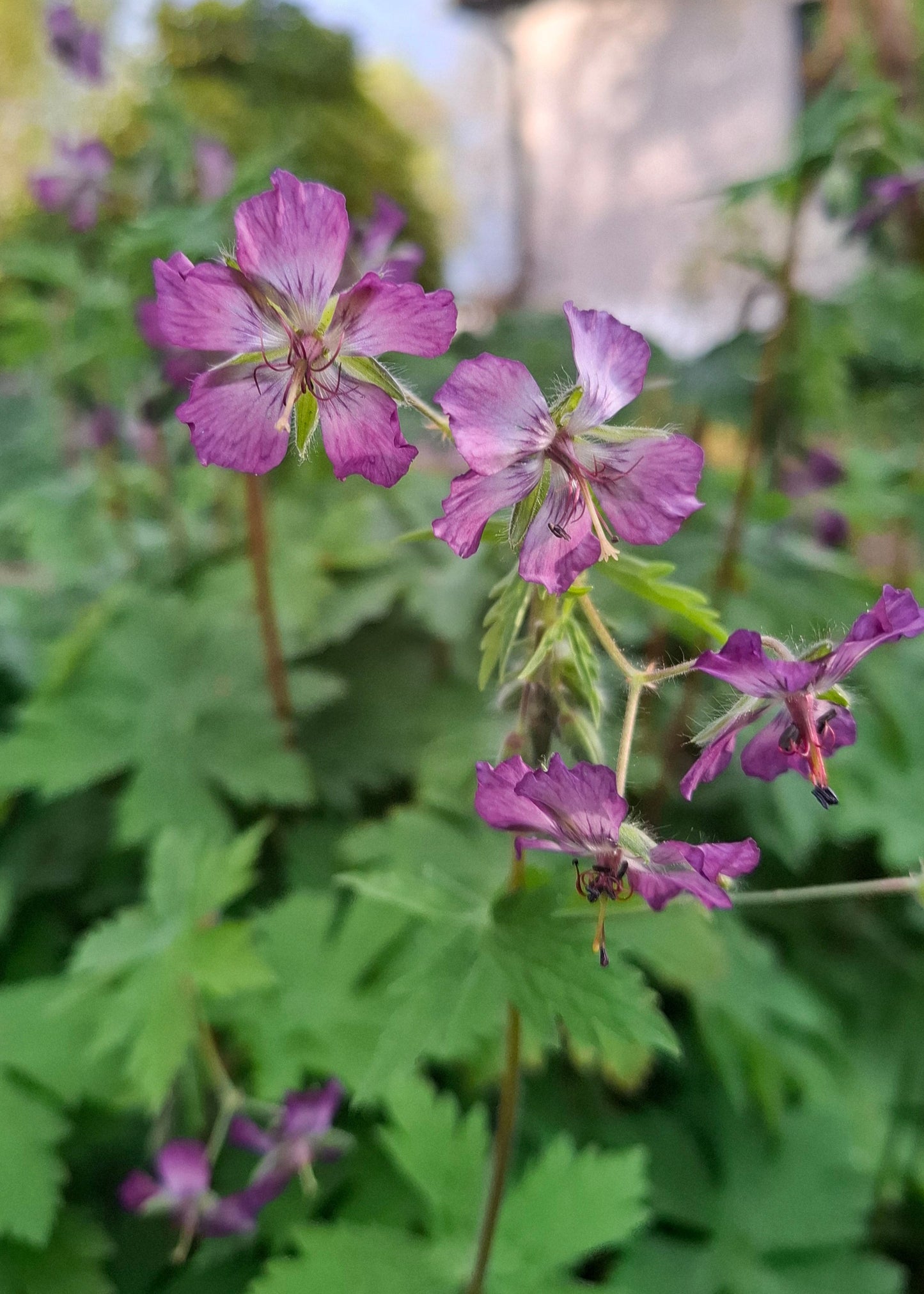 Geranium phaeum Hybrid Mix