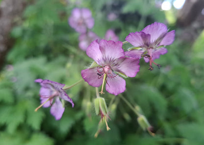 Geranium phaeum Hybrid Mix