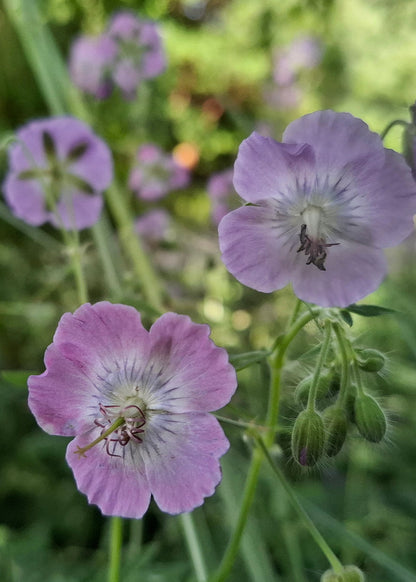 Geranium phaeum Hybrid Mix