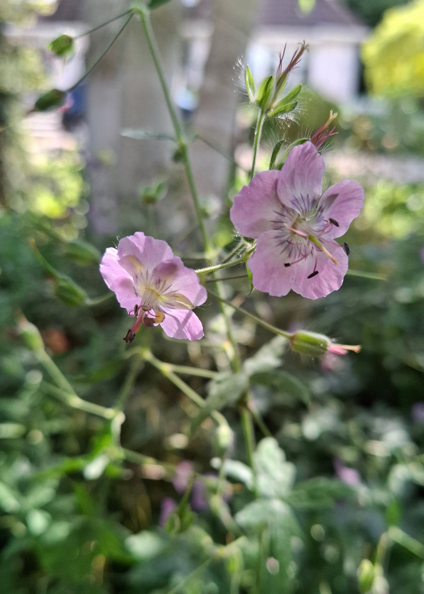 Geranium phaeum Hybrid Mix