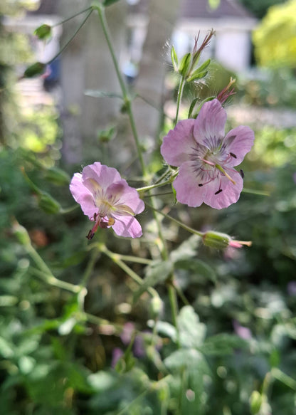 Geranium phaeum Hybrid Mix
