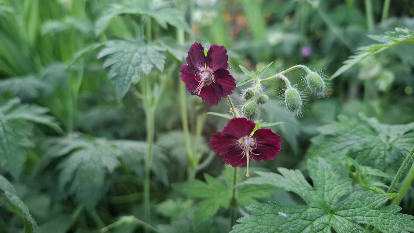 Geranium phaeum Hybrid Mix