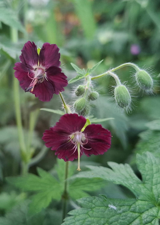 Geranium phaeum Samobor