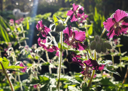 Geranium phaeum Hybrid Mix