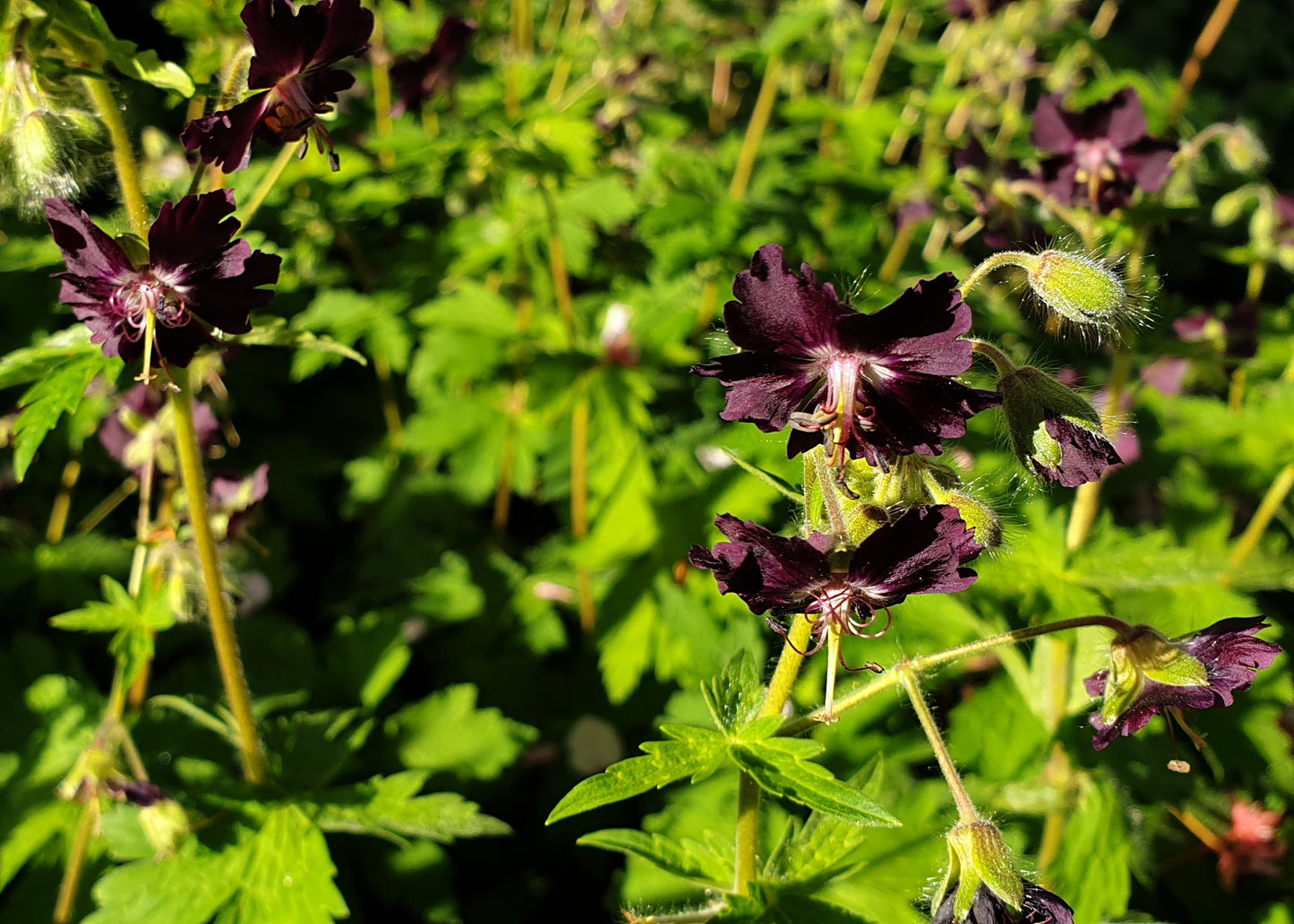 Geranium phaeum Hybrid Mix