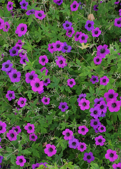 Geranium psilostemon