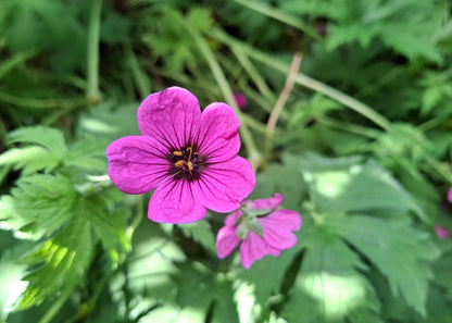 Geranium psilostemon