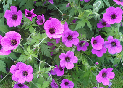 Geranium psilostemon