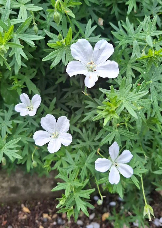 Geranium sanguineum 'Album'