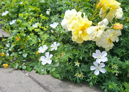 Geranium sanguineum 'Album'