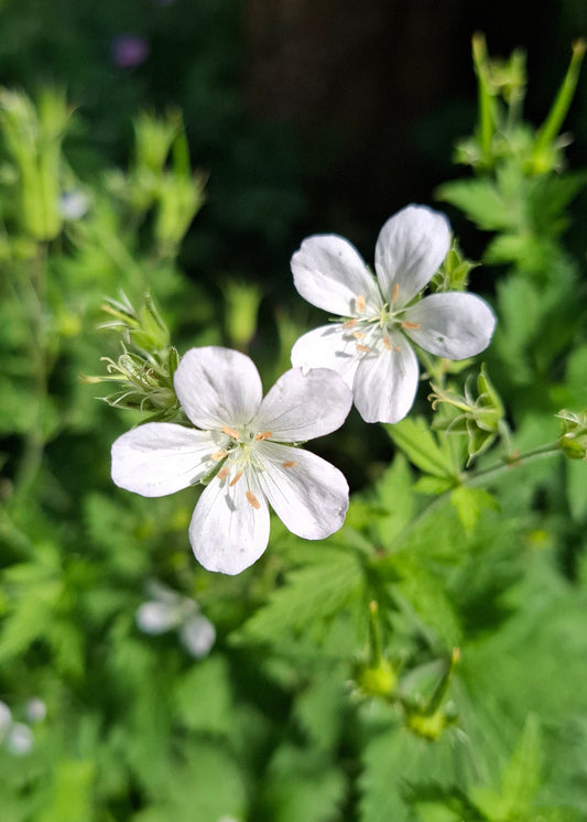 Geranium sylvaticum 'Album'