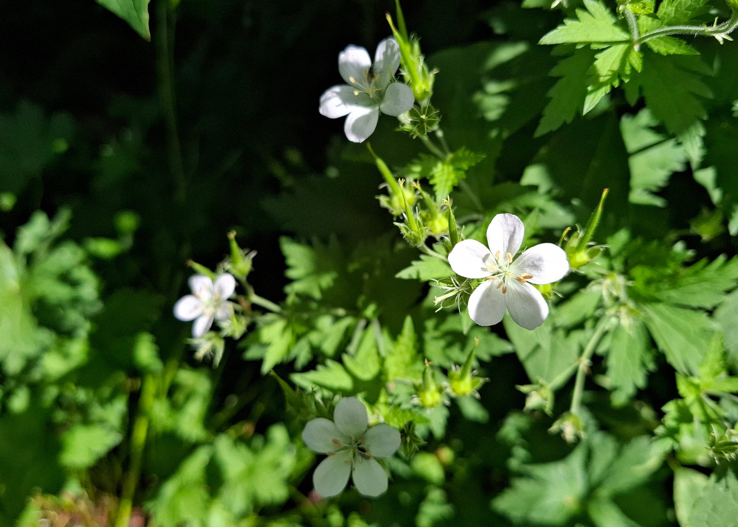 Geranium sylvaticum 'Album'