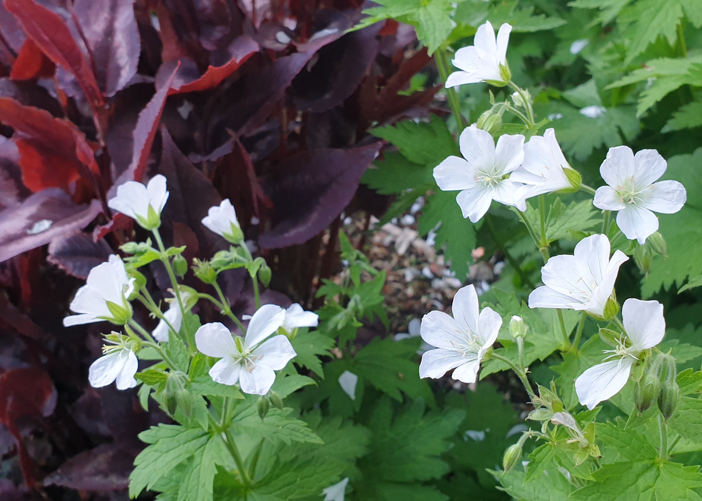 Geranium sylvaticum 'Album'