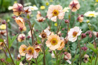 Geum 'Mai Tai'