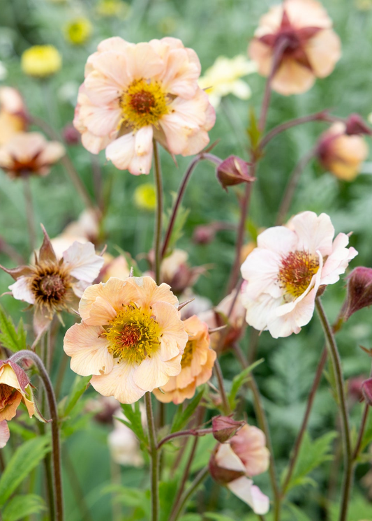 Geum 'Mai Tai'