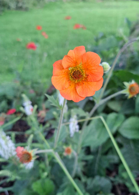 Geum 'Totally Tangerine'