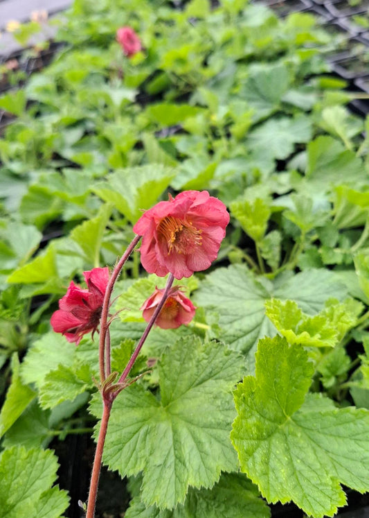 Geum rivale 'Leonard's Variety'