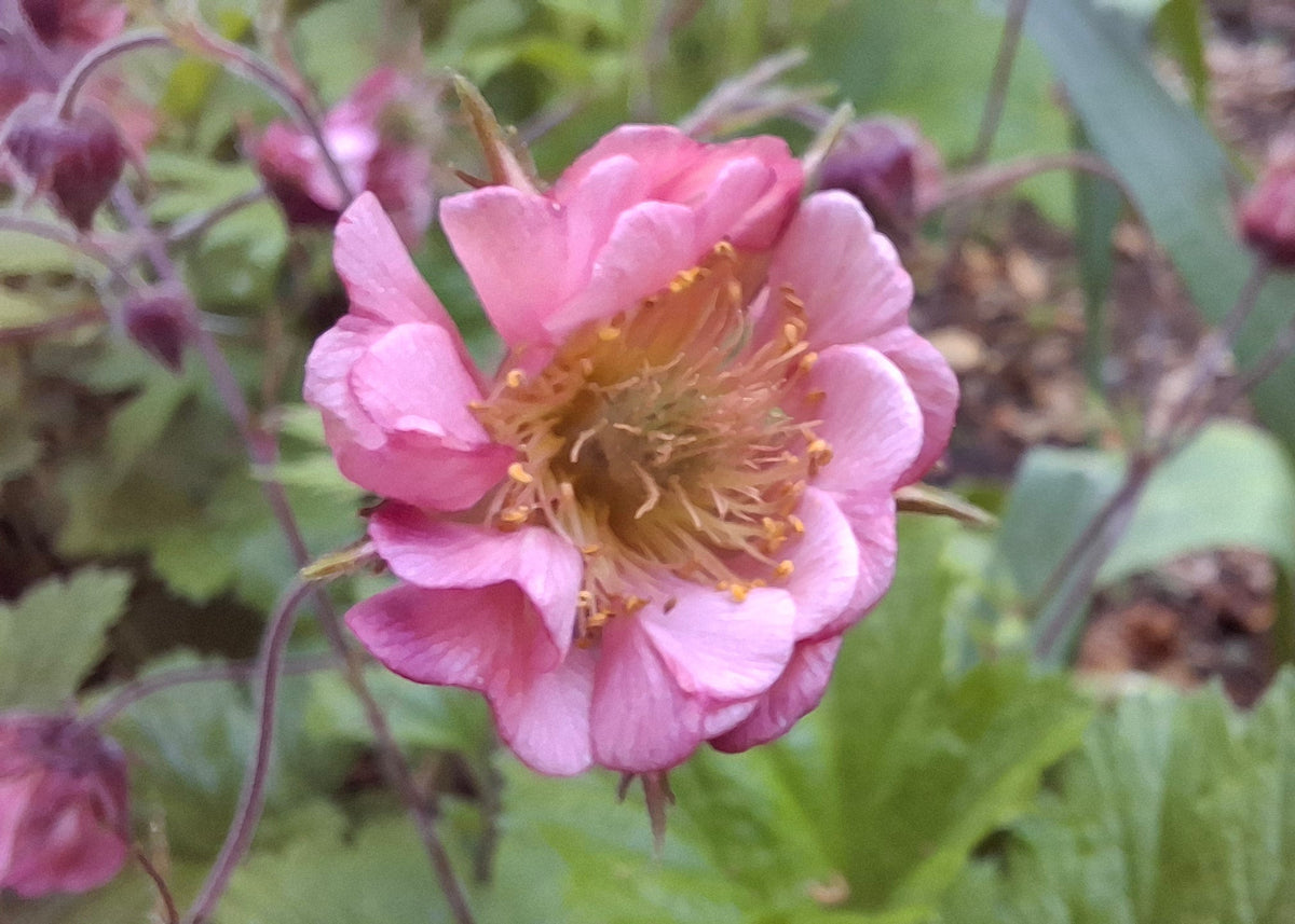 Geum Rivala Geum rivale 'Leonard's Variety' – Smarty Plants Nursery