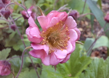 Geum rivale 'Leonard's Variety'