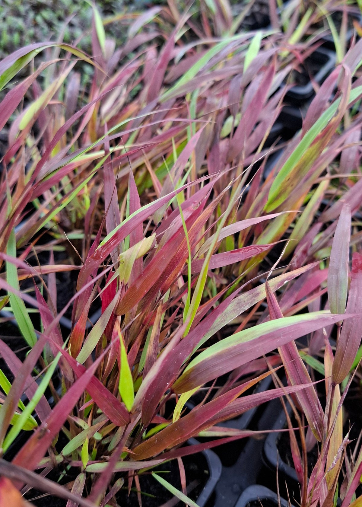 Hakonechloa macra 'Beni-Kaze'