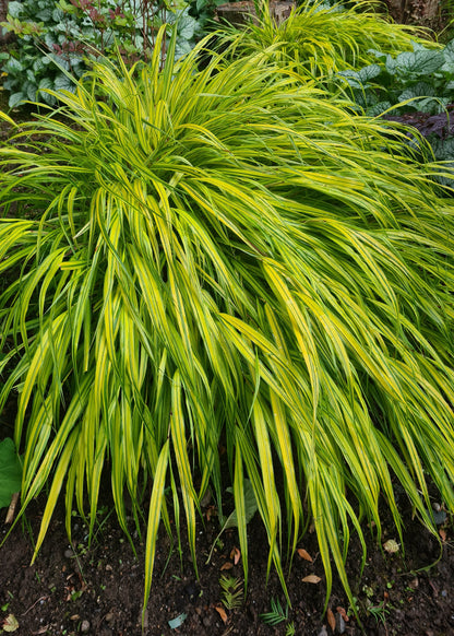 Hakonechloa macra 'Aureola'