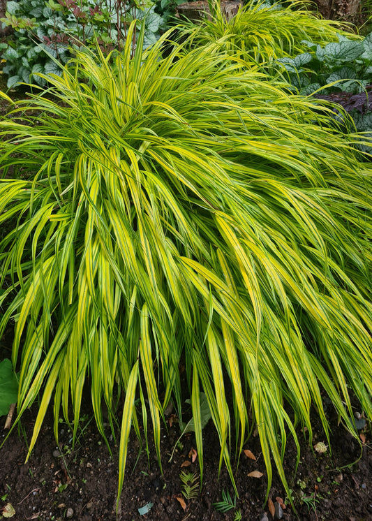 Hakonechloa macra 'Aureola'