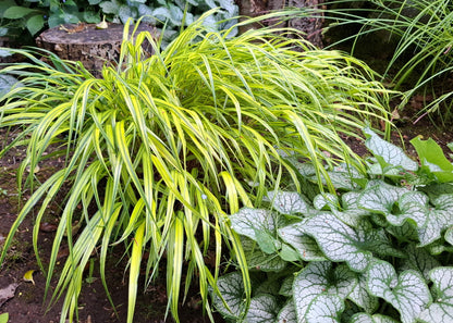 Hakonechloa macra 'Aureola'