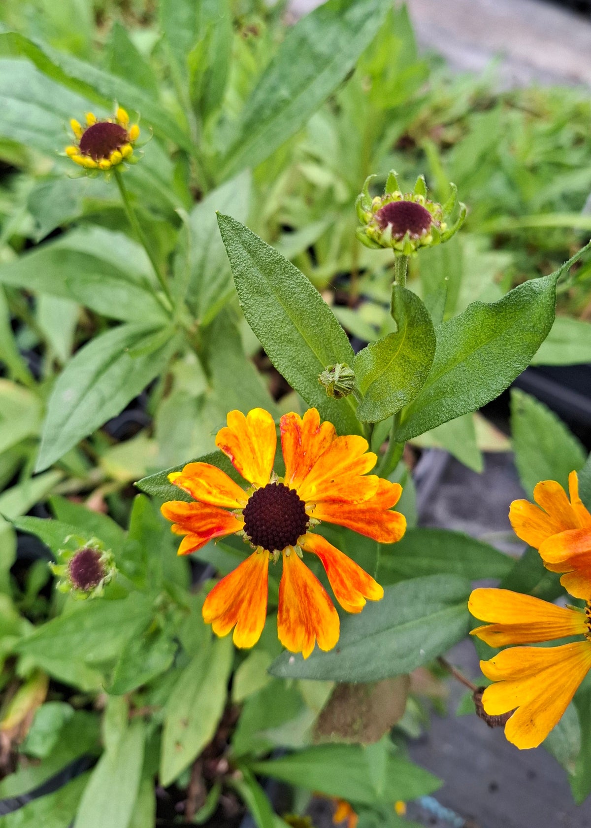 Helenium 'Mardi Gras'