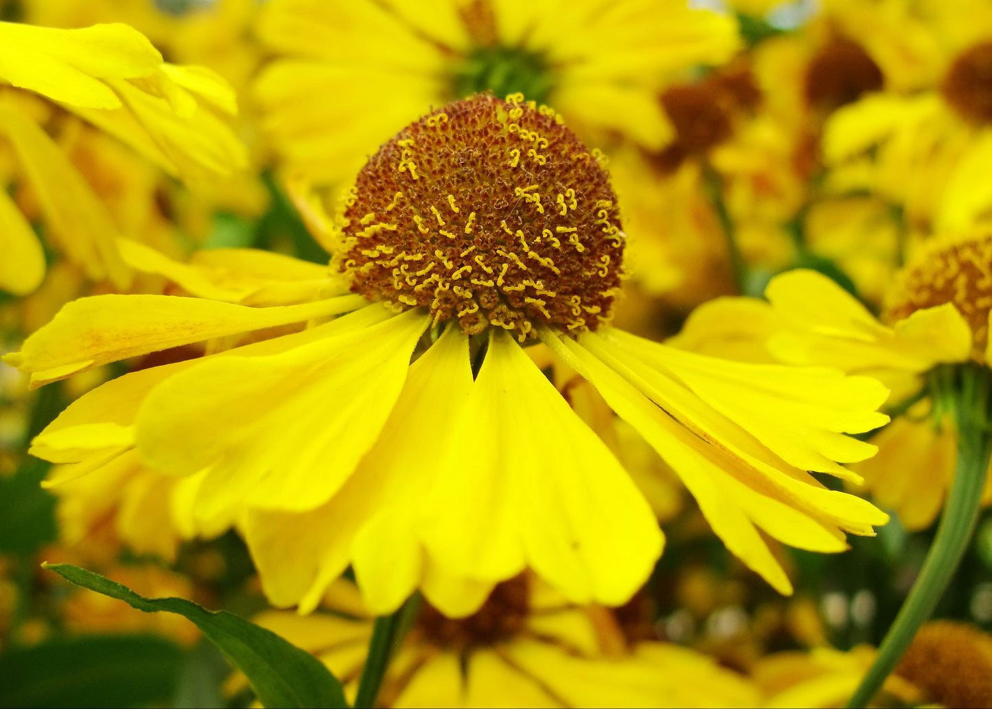 Helenium 'Pipsqueak'