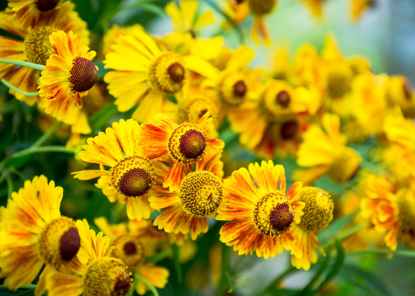 Helenium 'Pipsqueak'
