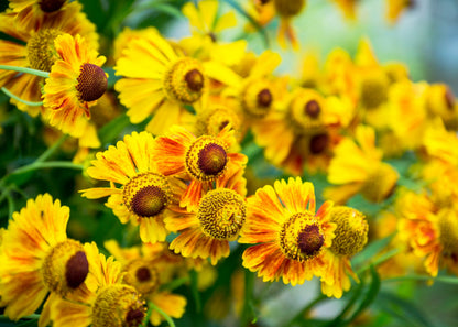 Helenium 'Pipsqueak'