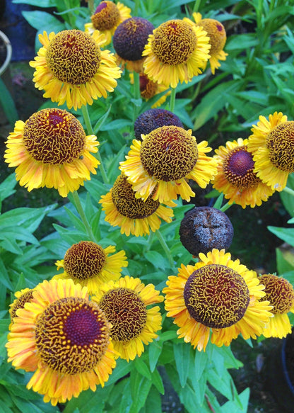Helenium 'Pipsqueak'