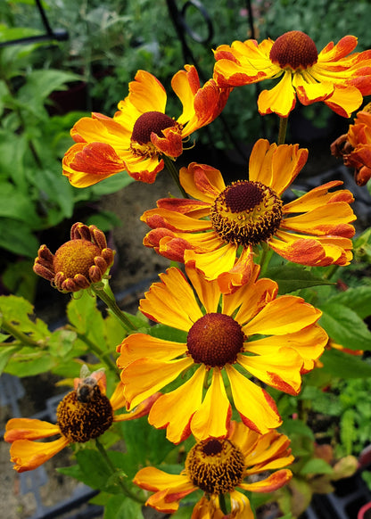 Helenium 'Rauchtopas'