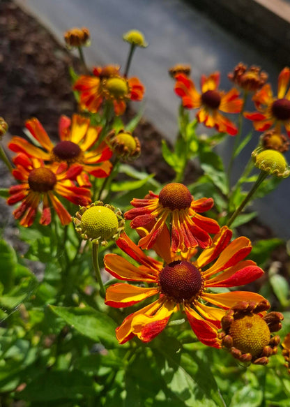 Helenium 'Rauchtopas'