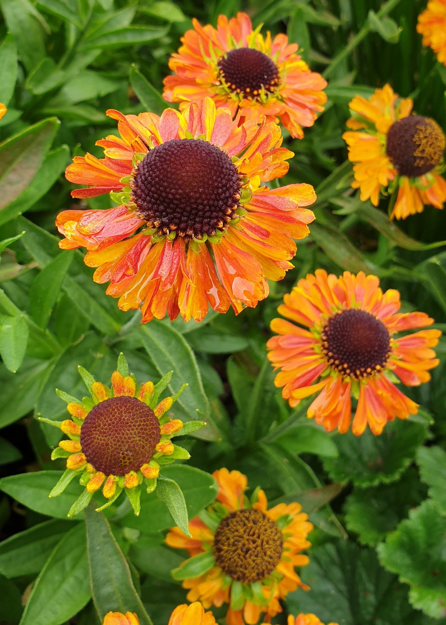 Helenium 'Sahin's Early Flowerer'