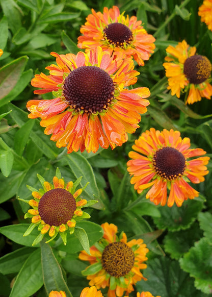 Helenium 'Sahin's Early Flowerer'