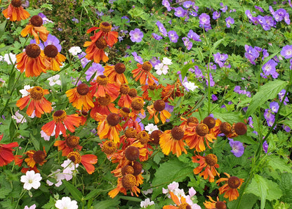 Helenium 'Sahin's Early Flowerer'