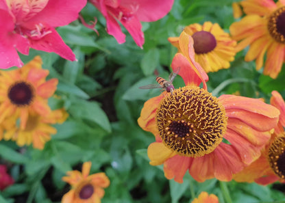 Helenium 'Sahin's Early Flowerer'