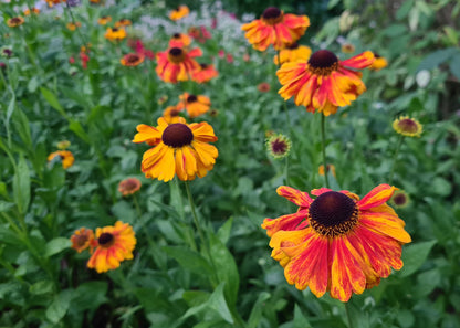 Helenium 'Sahin's Early Flowerer'
