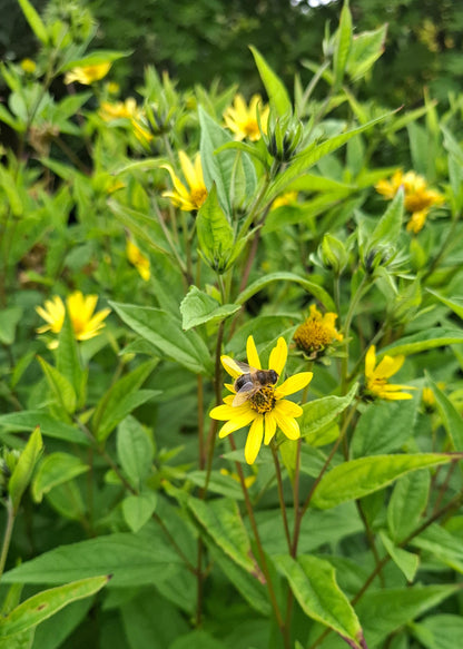 Helianthus 'Lemon Queen'