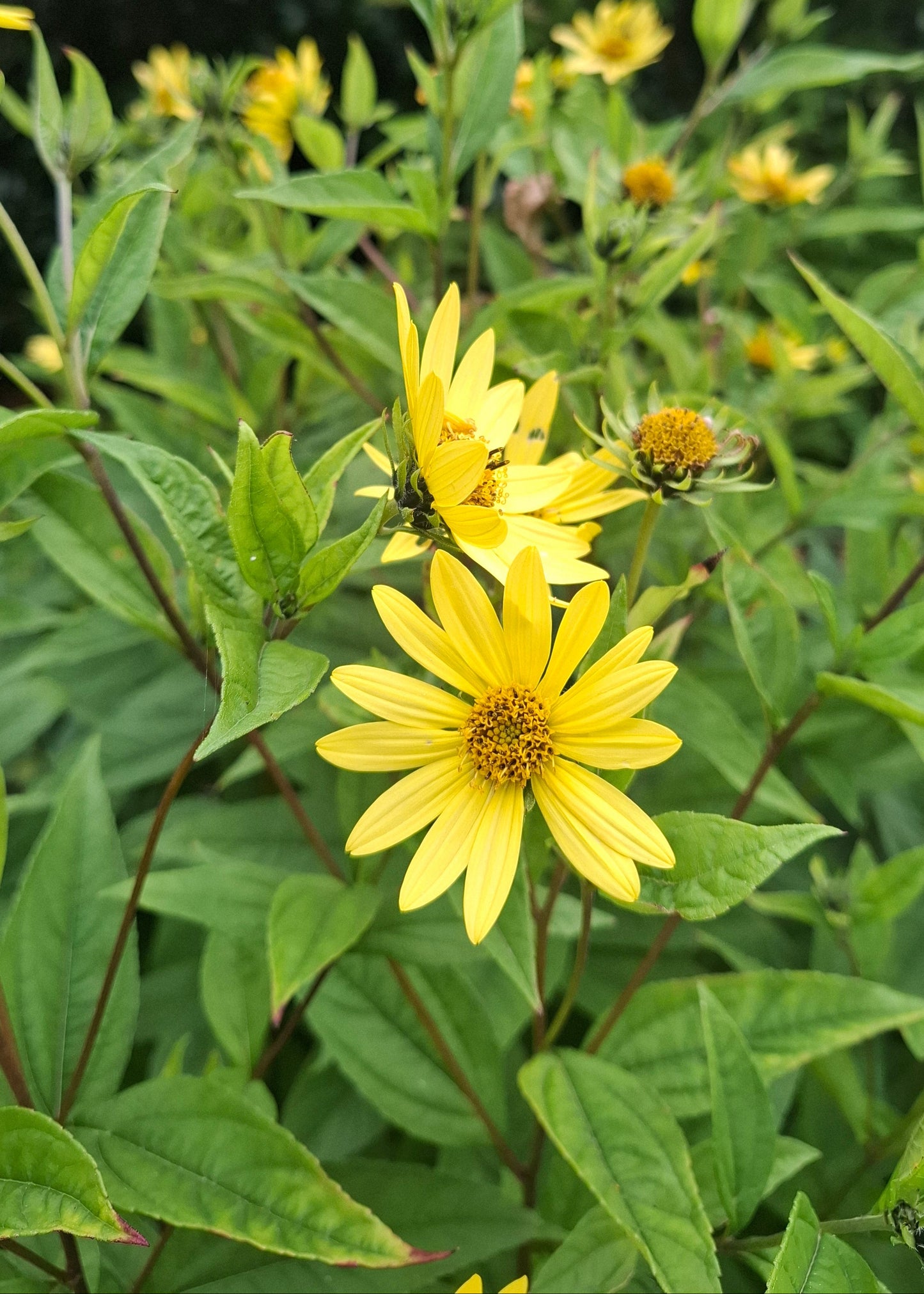 Helianthus 'Lemon Queen'