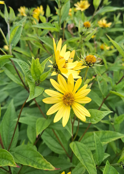 Helianthus 'Lemon Queen'