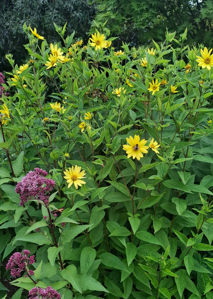Helianthus 'Lemon Queen'