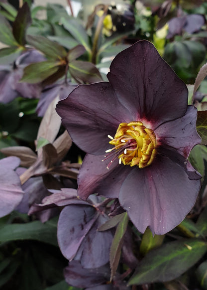 Helleborus 'Single Black' / 'Garden Black'