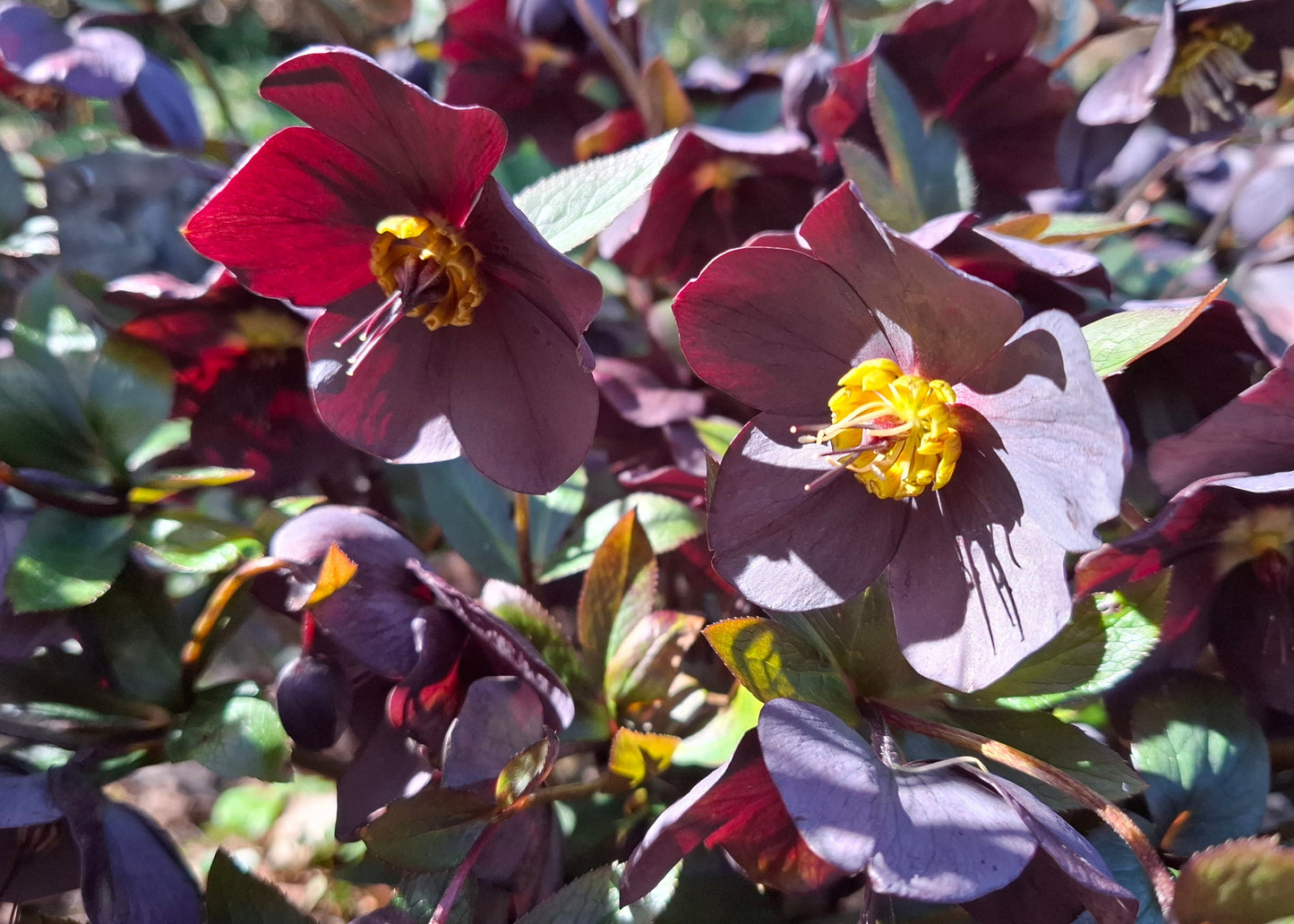 Helleborus 'Single Black' / 'Garden Black'