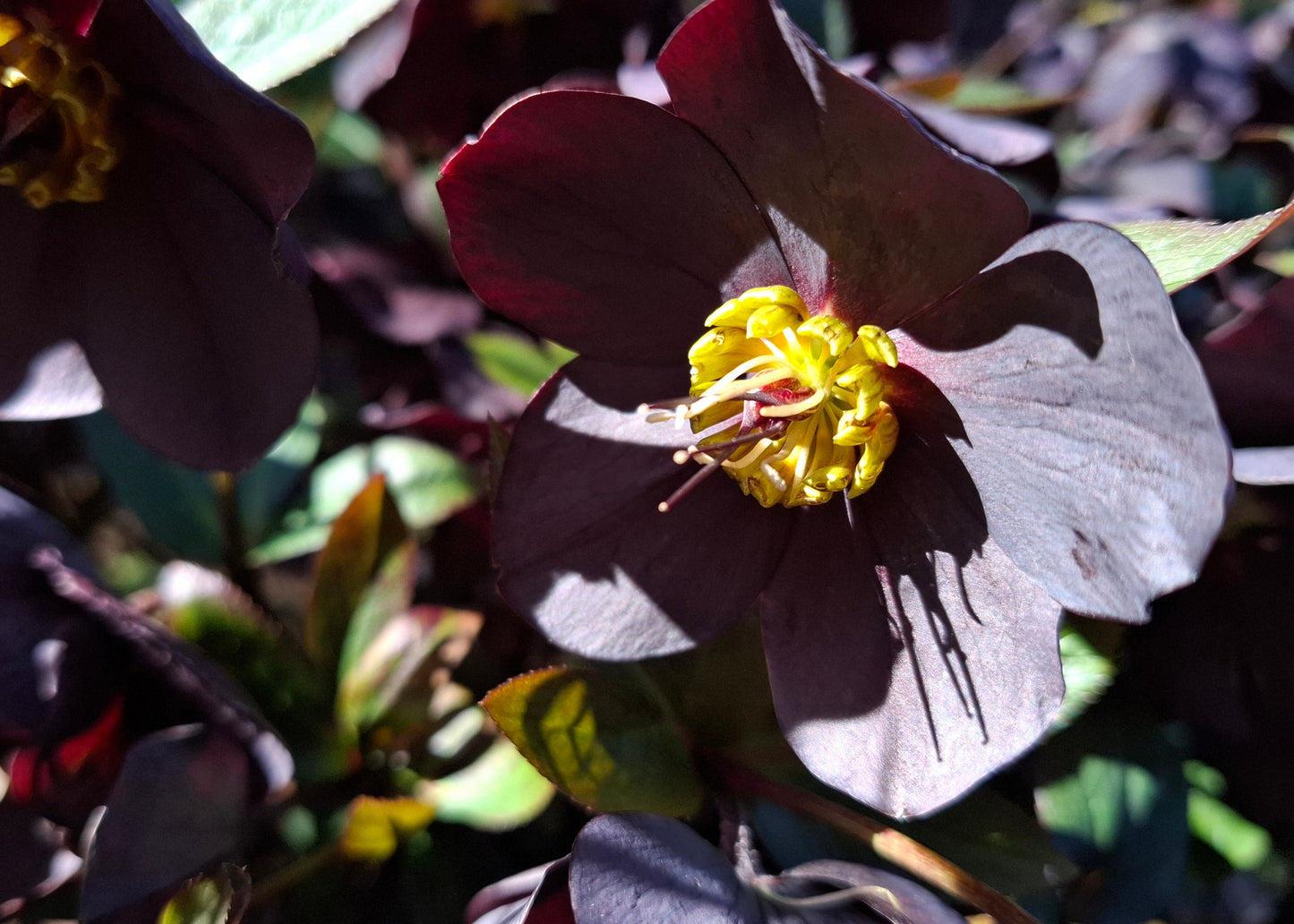 Helleborus 'Single Black' / 'Garden Black'