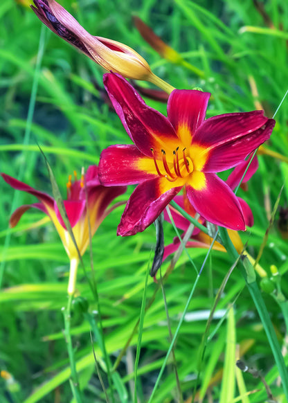 Hemerocallis 'Black Plush'